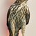 Sharp-shinned Hawk